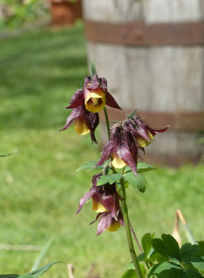 2022-05-14 Aquilegia oxysepala.jpg