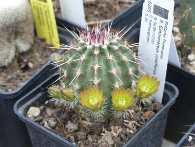 2022-05-14 Echinocereus viridiflorus 1.jpg