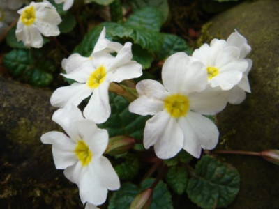 Primula_vulgaris_Schneesturm_1.JPG