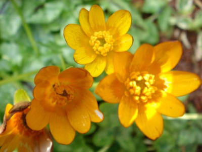 Ranunculus_ficaria_Cupreus_2.JPG