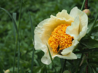 Roy Pehrson's Best Yellow P5080066.JPG
