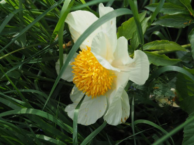 Roy Pehrson's Best Yellow P5120148.JPG