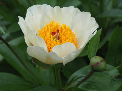 Macrophylla [FfM] P5120142.JPG