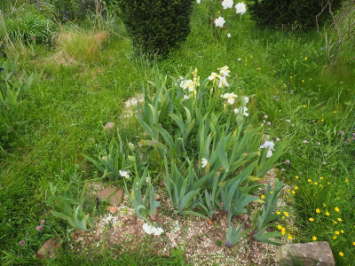 Übersicht weiße Iris P5100145.JPG