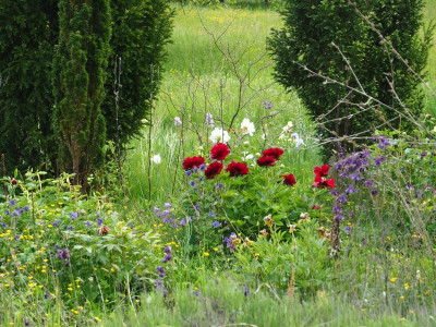 Paeonia Illini Belle zwischen Eiben P5100102.JPG