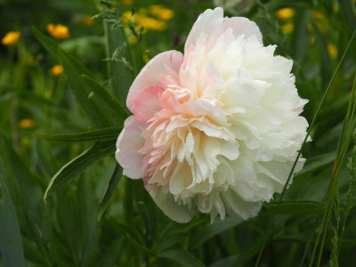 Paeonia officinalis Alba Plena b P5100157.JPG