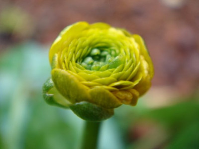 Ranunculus_ficaria_Collarette_Blute.JPG