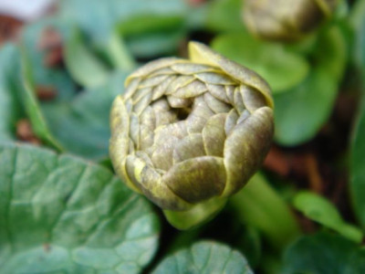 Ranunculus_ficaria_Double_Mud_Blute.JPG