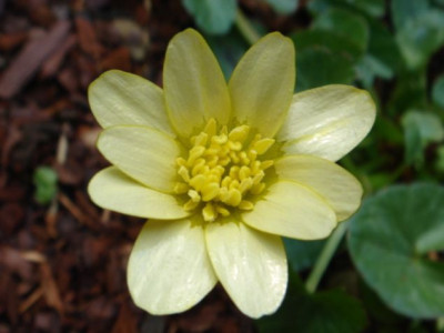 Ranunculus_ficaria_Crawshay_Cream_Blute.JPG