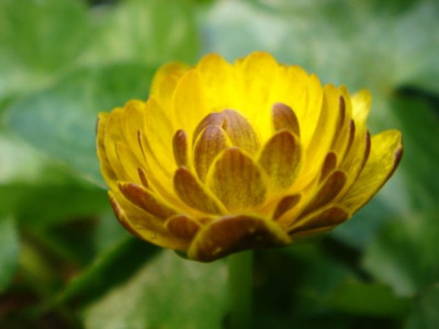 Ranunculus_ficaria_Double_Bronze_Blute_1.JPG