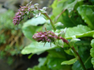 Wulfenia_x_schwarzii.JPG