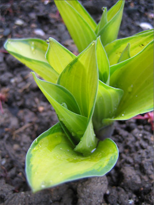 hosta_nina_smiles_9733_08.jpg