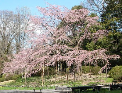 sakura_76.jpg