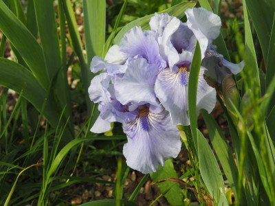 Je M'appelle Reviens P5120178.JPG