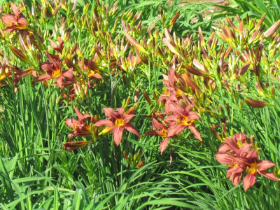 Hemerocallis Brünette.JPG