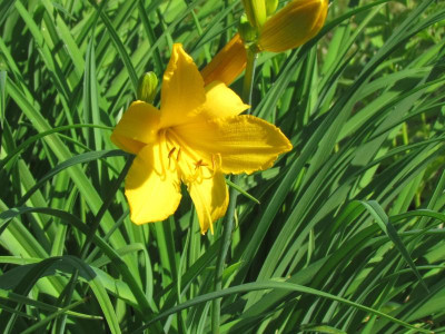 Hemerocallis Judge Orr.JPG