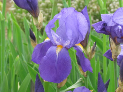 Spec pallida illyrica-H Iza.JPG