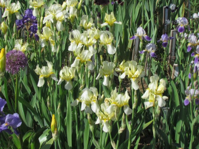 Specx flavesecens.JPG
