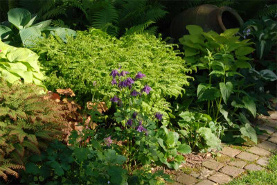Hostas-Farne-Creme-Brulee.jpg