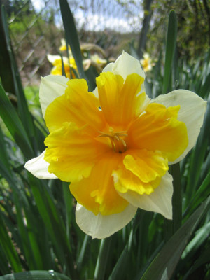 Narcissus_9717.jpg