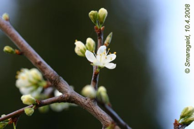 20080410_Melker_0234.jpg