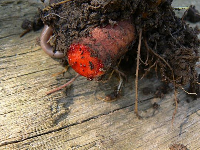 sanguinaria_canadense_blutig.jpg
