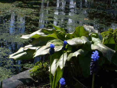 S7003109klein.jpg