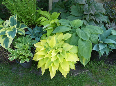 2022-05-15 Hosta.jpg
