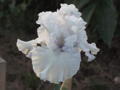 TB Porcellain Rose.JPG