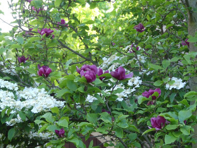 2022-05-15 Magnolia 'Genie'.jpg