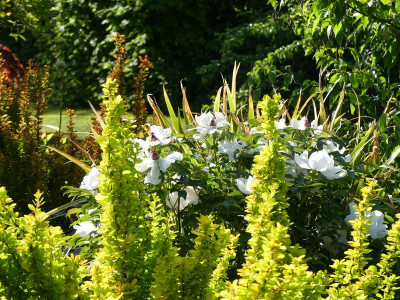 2022-05-15 Paeonia ostii 1.jpg