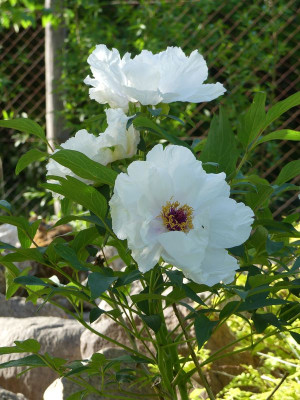 2022-05-15 Paeonia ostii 2.jpg