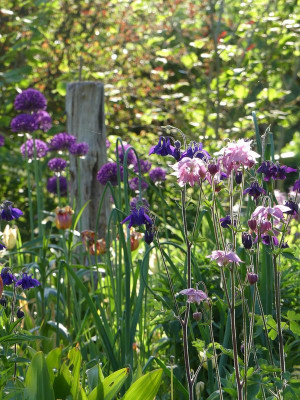 2022-05-15 Gartenimpressionen 2.jpg