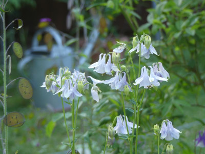 2022-05-15 Gartenimpressionen 3.jpg