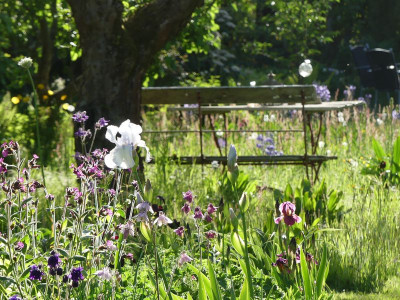 2022-05-15 Gartenimpressionen 5.jpg