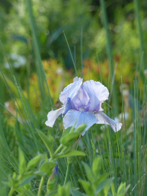 2022-05-15 Gartenimpressionen 7.jpg