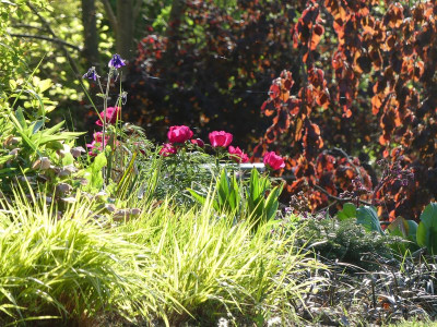 2022-05-15 Gartenimpressionen 10.jpg