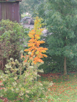 NissaHerbstf_rbung.jpg