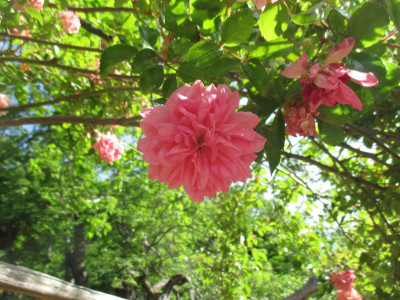IMG_4298.JPG