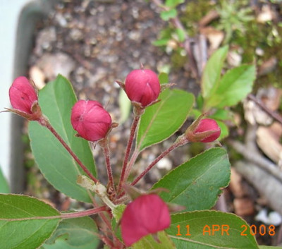 malus-baccada.JPG