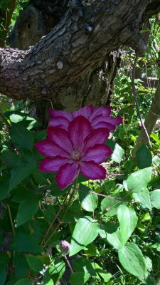 Clematis Liberty, Blüte Detail.jpg