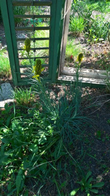 Asphodeline lutea Blüte 2022.jpg