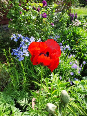 Papaver Bracteatum.jpg