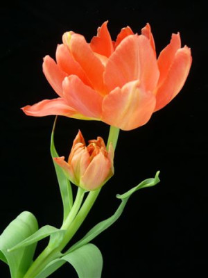Tulpe.11.04.2008.50.JPG