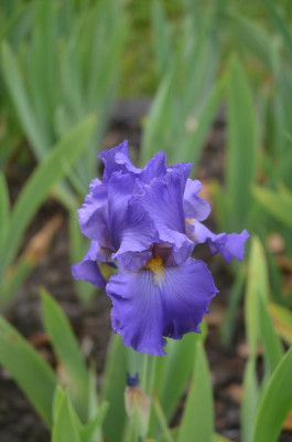 D7963.JPG