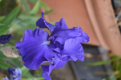 D7964.JPG