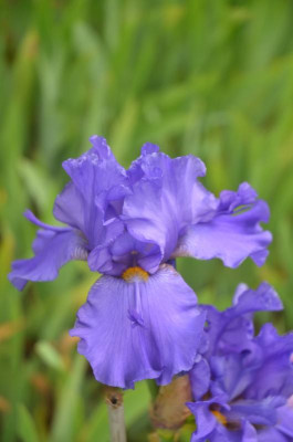 D7987.JPG