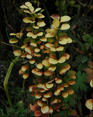 Berberis.JPG