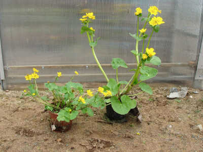 Caltha_gro_Habitus.jpg