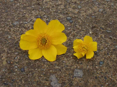 Caltha_gro_Blute.jpg